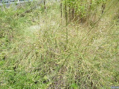 イネ科の植物