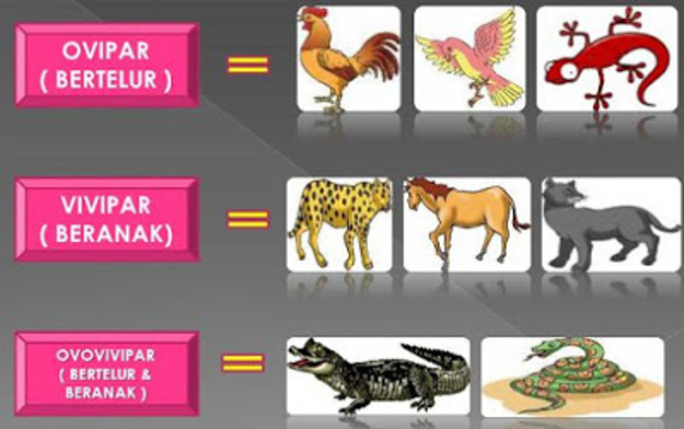  Jelaskan  perbedaan  reproduksi hewan  vertebrata  secara 
