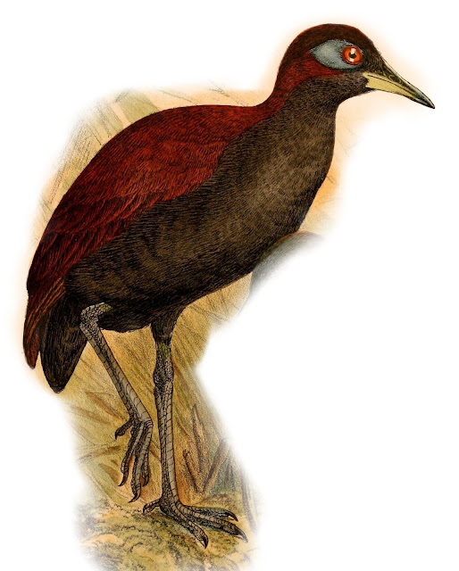 Gymnocrex rosenbergii 1898
