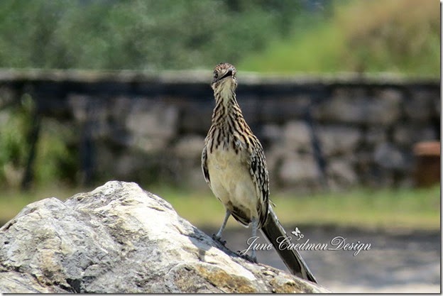 Roadrunner3