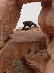 Goat in Petra