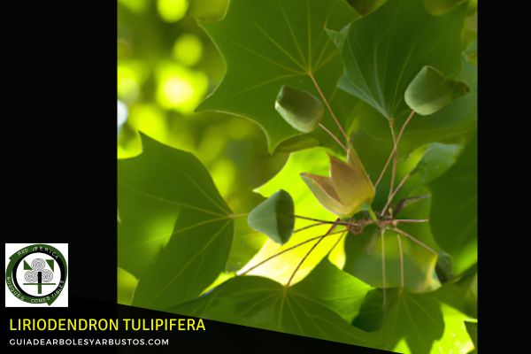 El Liriodendron tulipifera es un árbol de crecimiento relativamente rápido