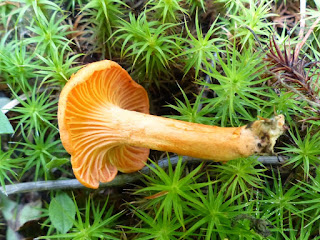 Chanterelle cinabre - Cantharellus cinnabarinus