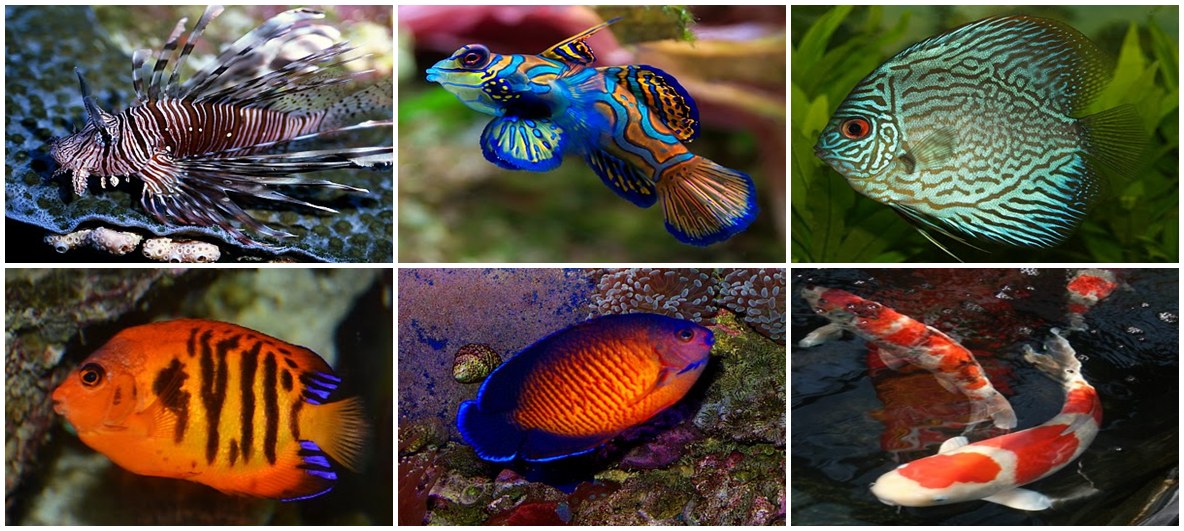 7 Ikan Paling Cantik  di Dunia Loper Artikel