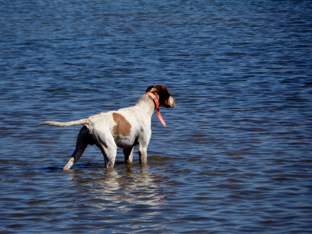 Pantano de Cogollos. Perro