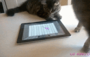 Khi mèo cũng thích ipad