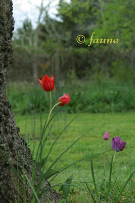 Spring tulips