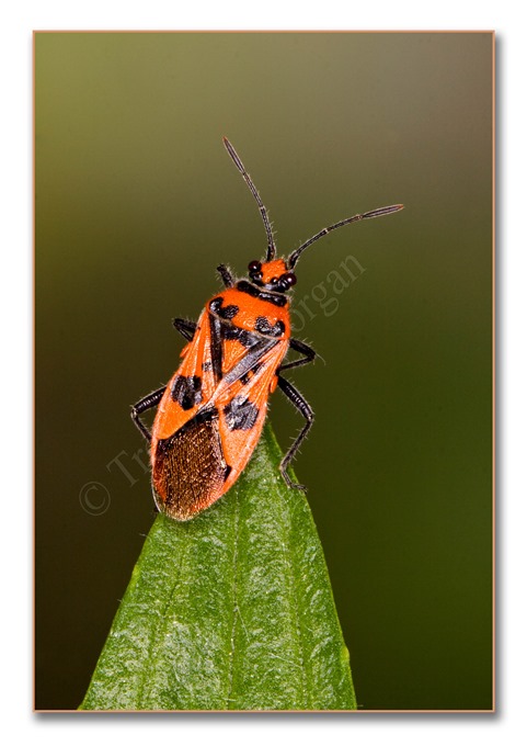 2 Bugs 12  Black-Red Squash