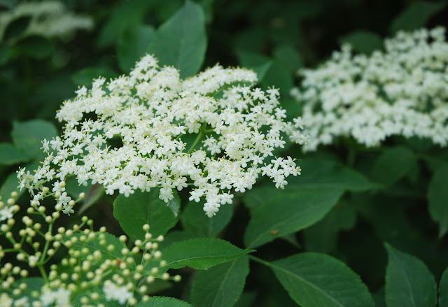 Gelée de fleurs de sureau