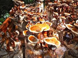 Mushroom Cultivation Training In Gooty