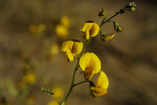 Plantas de Península Valdés Paramela