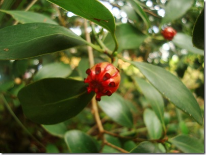 Clusia lanceolata (2)