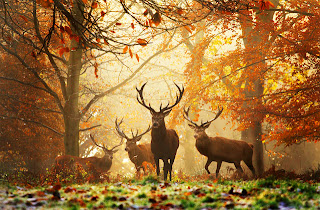 Deer Wallpapers