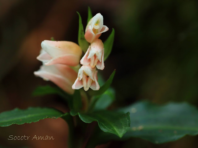 Goodyera foliosa