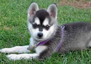 alaskan klee kai puppy breeds photo pets dog infomation