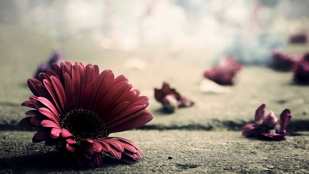 Flowers Macro HD Wallpaper 3