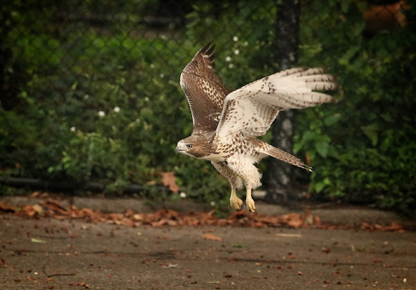 Tompkins Square red-tailed hawk fledgling