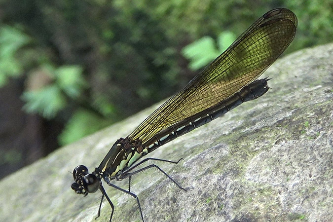 Dlium Golden gem (Libellago lineata)