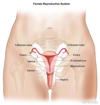 Female reproductive organ diagram | Images of female reproductive system | Diagram of female reproductive organ