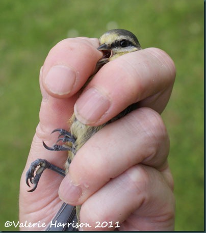 9 ringing fiesty-bluetit
