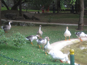 Ducks, Mysore Zoo