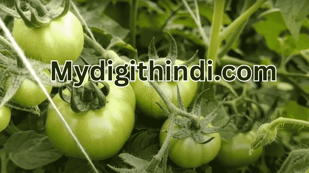टमाटर की खेती । Tomato farming