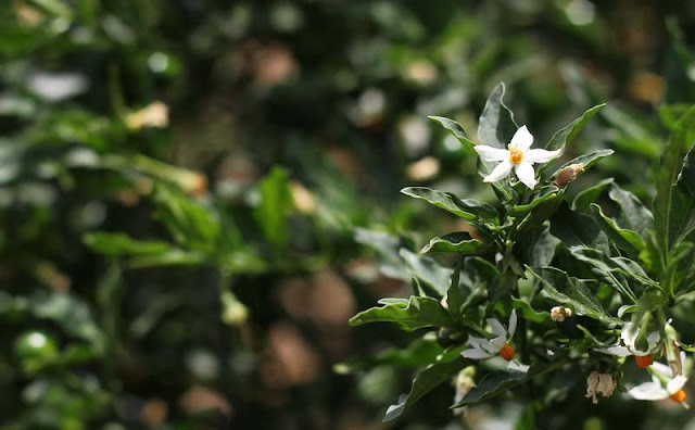 Solanum Pseudocapsicum