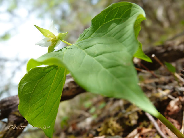 Trillium tschonoskii