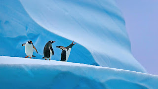 صورة طيور البطريق في القارة القطبية الجنوبية ، صور حلوه بدقة 4K