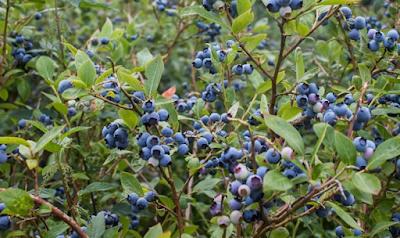Blueberry (Vaccinium)