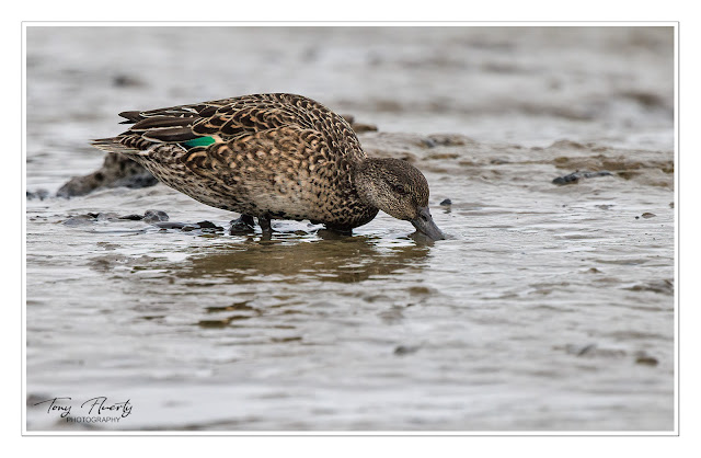 A green teal sifting mud for morsels