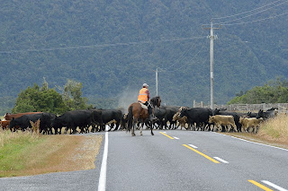 Cattle crossing the road near Haast, New Zealand