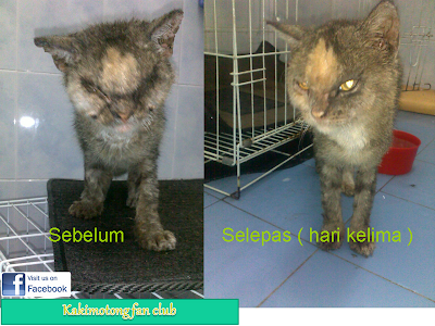 From Zero To Hero - Istikharah Seekor Kucing Kurap Jalanan