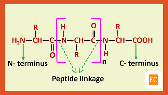 peptide linkage