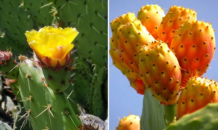 Flores y frutos de la chumbera