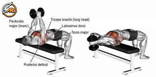 14 Best Dumbbell Exercises for Building Muscle