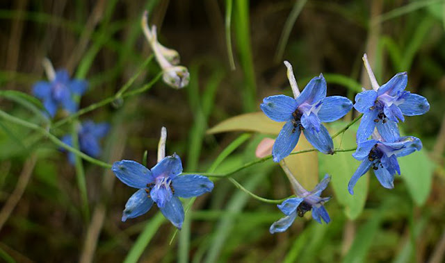 Nirmansi ( Delphinium denudatum)