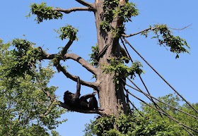 Affen im Zoo Leipzig