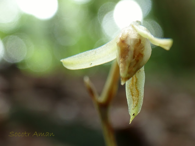 Cymbidium nipponicum