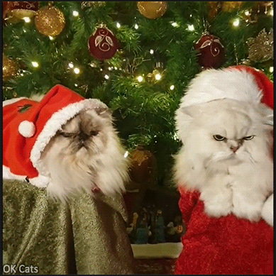 Santa cat GIF • Two fluffy Santa paws for the price of one! Mode grumpy activated [ok-cats.com]