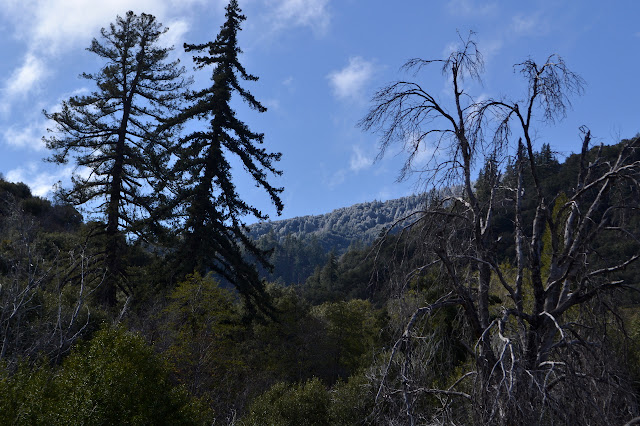 ice encased trees