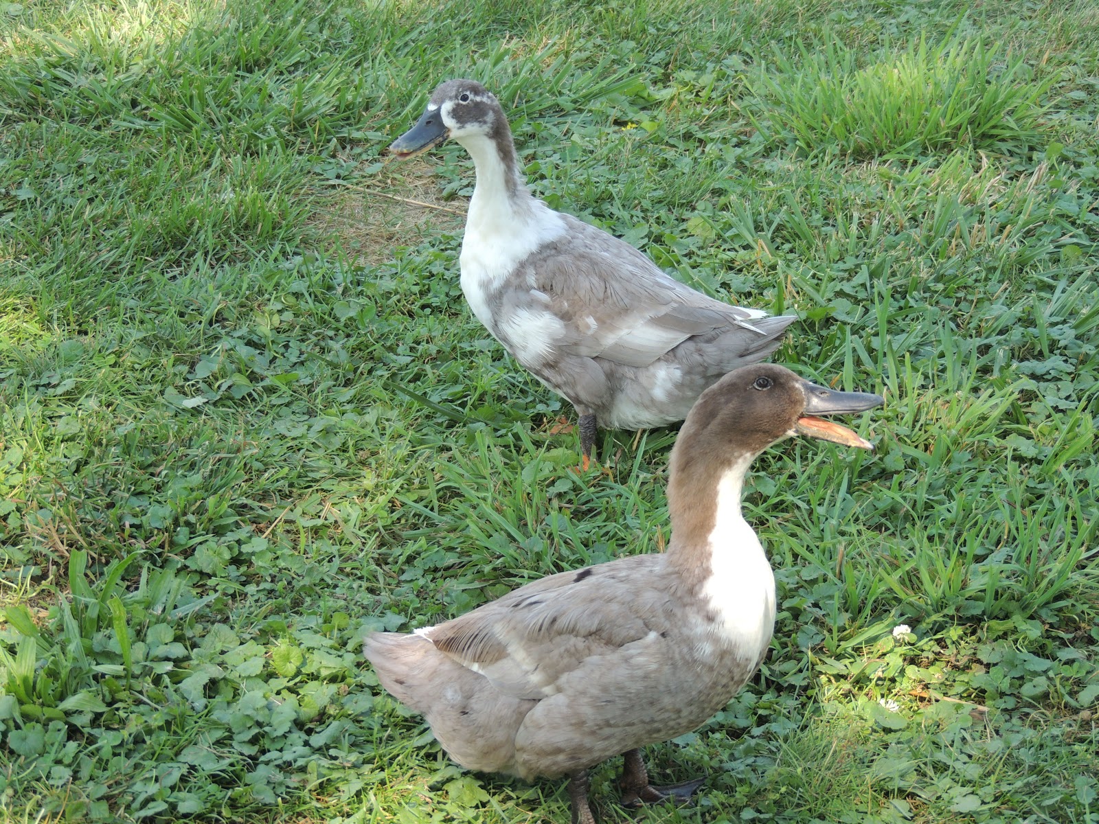 The Graver Homestead: Raising Swedish Ducks