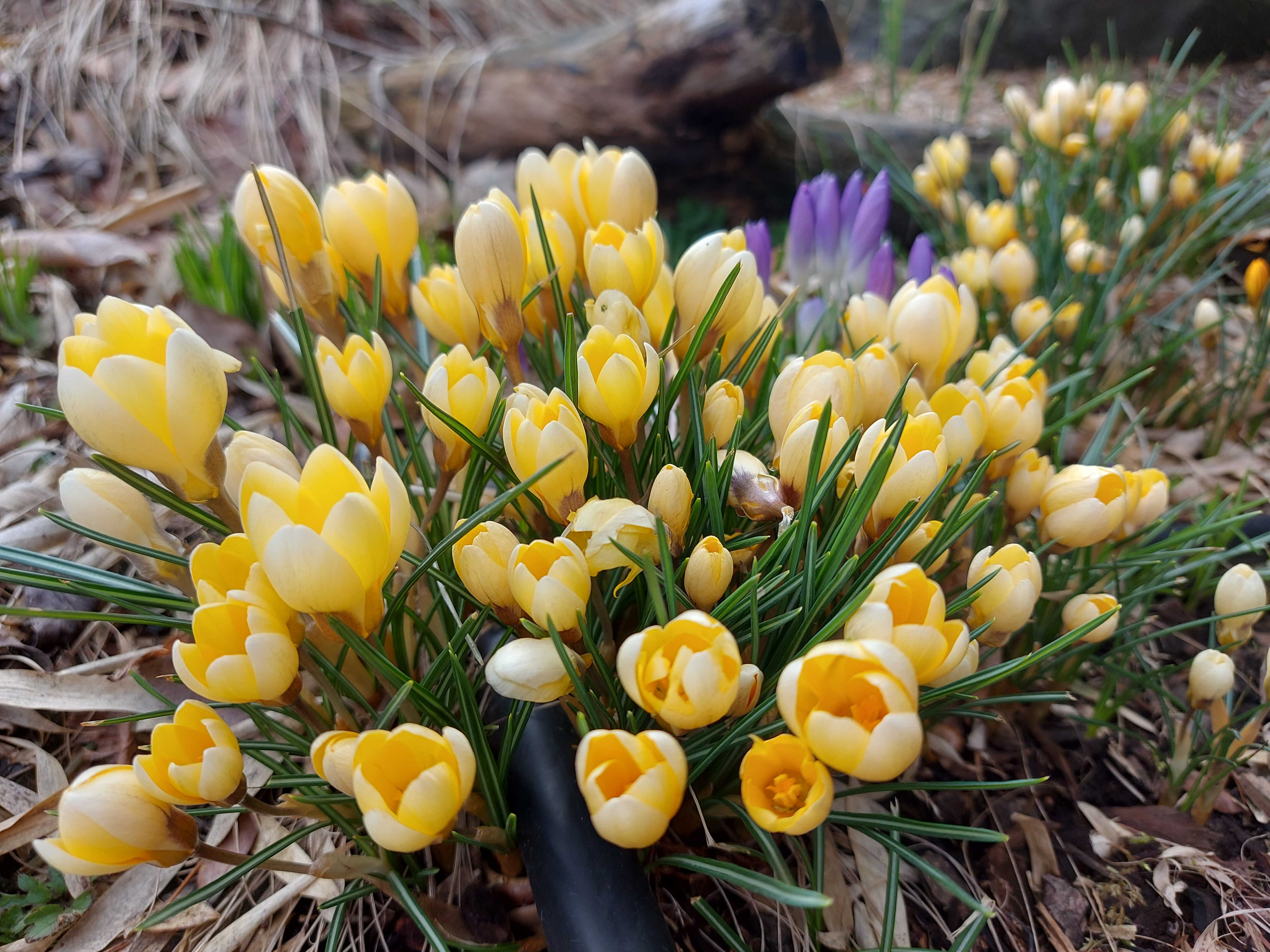 Early #tulips spring plants sprung!