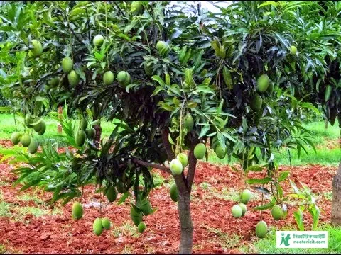Small Mango Tree Pic - Mango Pic Download - Raw Mango Picture, Pic - mango pic -NeotericIT.com - Image no 4