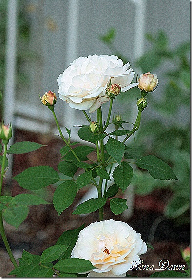 GrussAnAachen_FloribundaRoses