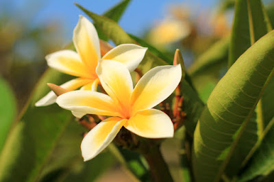 Frangipani - Flower Photography by Mademoiselle Mermaid