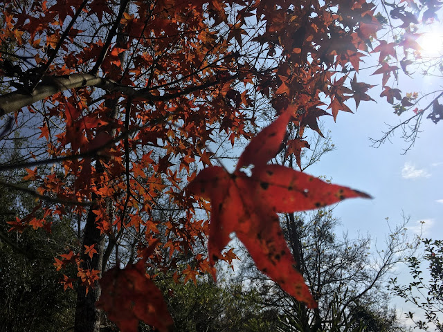 maple trees at Hongye Park 紅葉公園, Guanziling Scenic Area, Baihe, Tainan, Taiwan