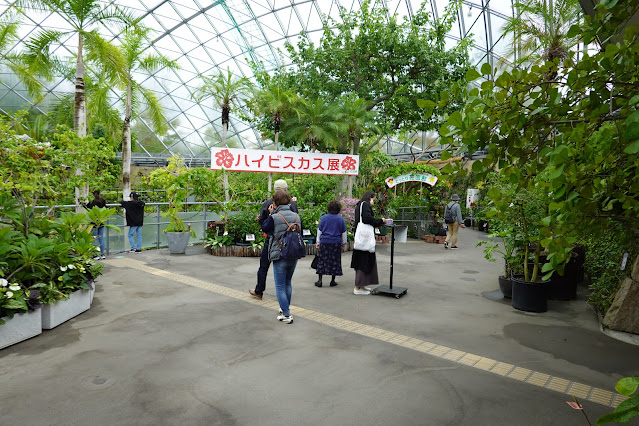 鳥取県西伯郡南部町鶴田　とっとり花回廊　フラワードーム　ハイビスカス展