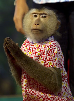 A female monkey lip-synchs song at a monkey show