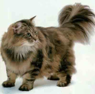 ragamuffin cats kitten pussycat gato macska breeds picture animal pets